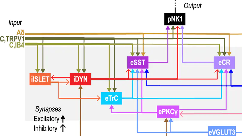 Multiscale computer model of the spinal dorsal horn reveals changes in network processing associated with chronic pain