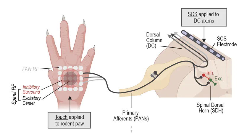 Spinal processing of spatiotemporally diverse tactile stimuli: Implications for allodynia and spinal cord stimulation