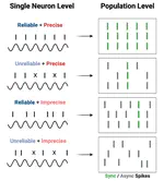 The role of synchronous spiking in the encoding of vibrotactile stimuli by low-threshold mechanoreceptors.